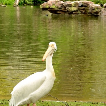 London, St. James Park, pelican